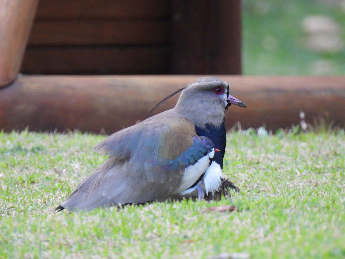 Southern Lapwing - ML622146731