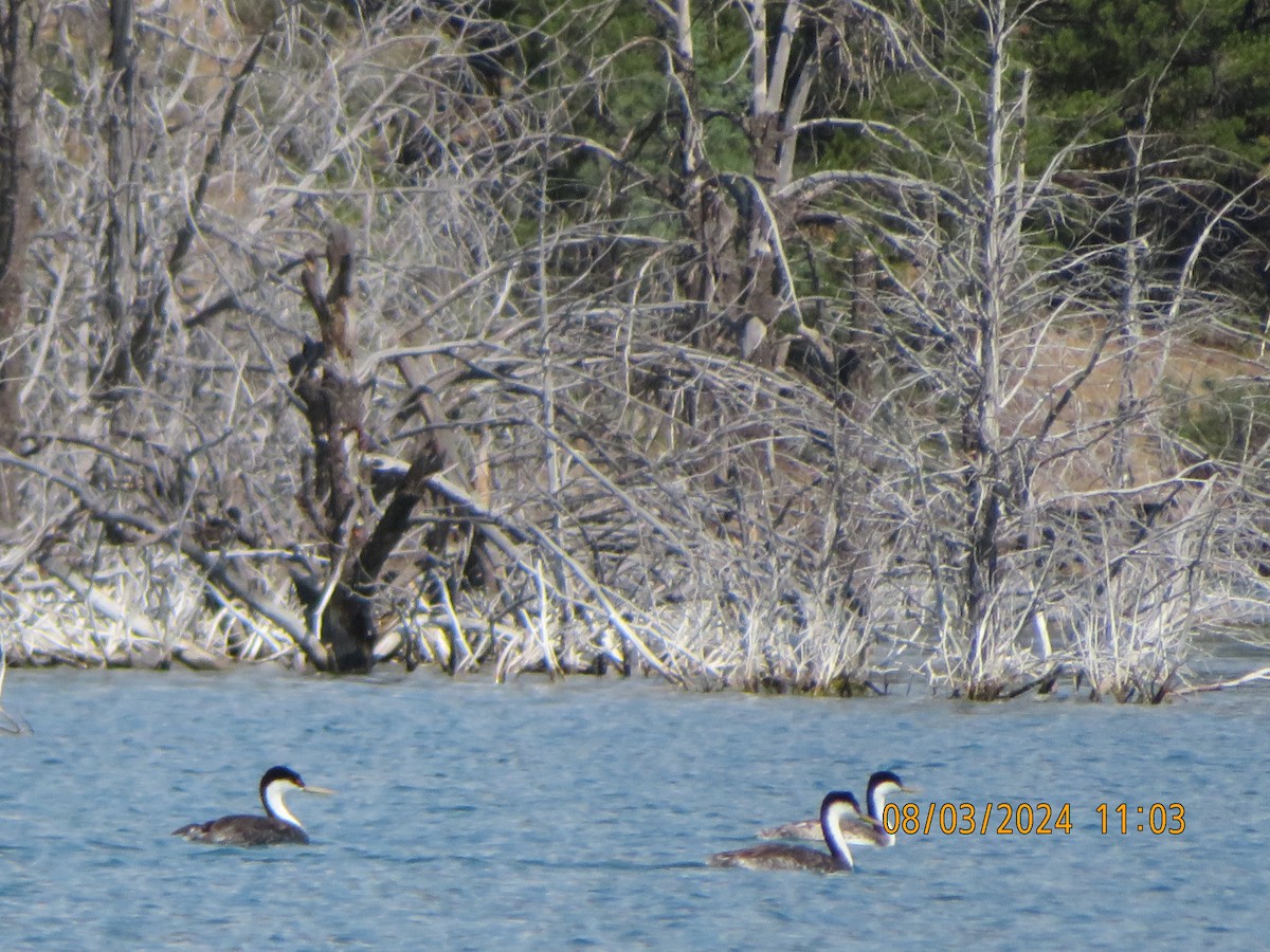 Western Grebe - ML622146733