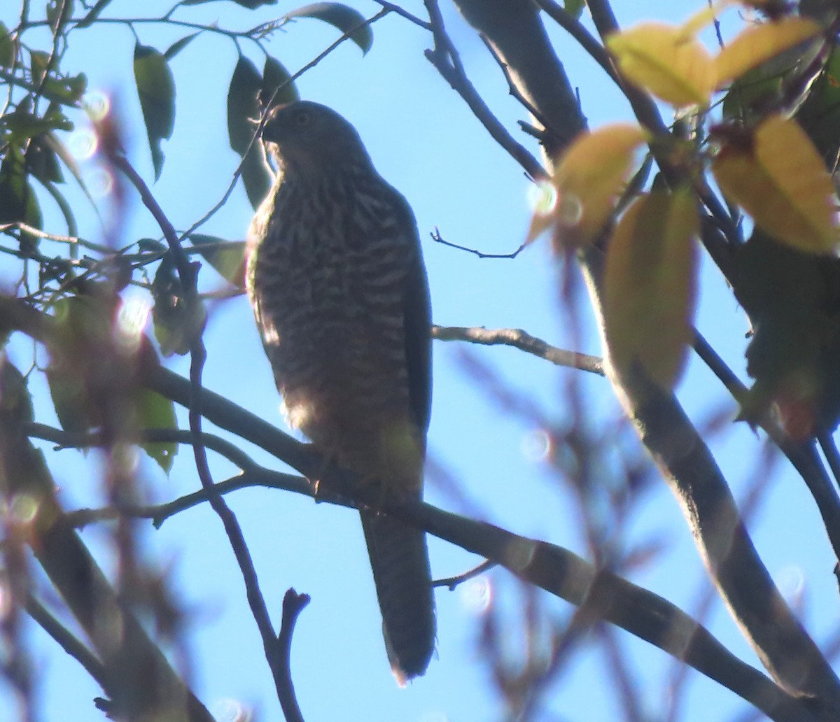 Brown Goshawk - Paul Dobbie