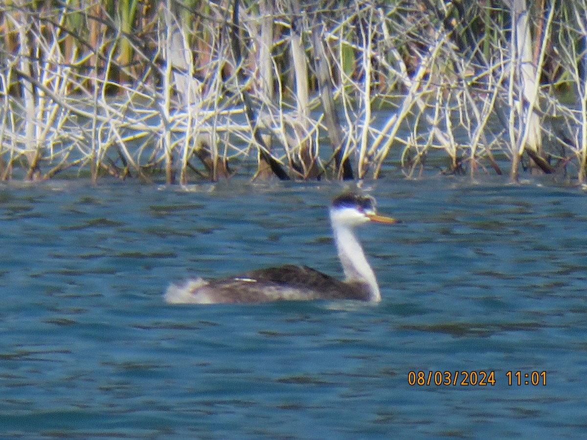 Western Grebe - ML622146742