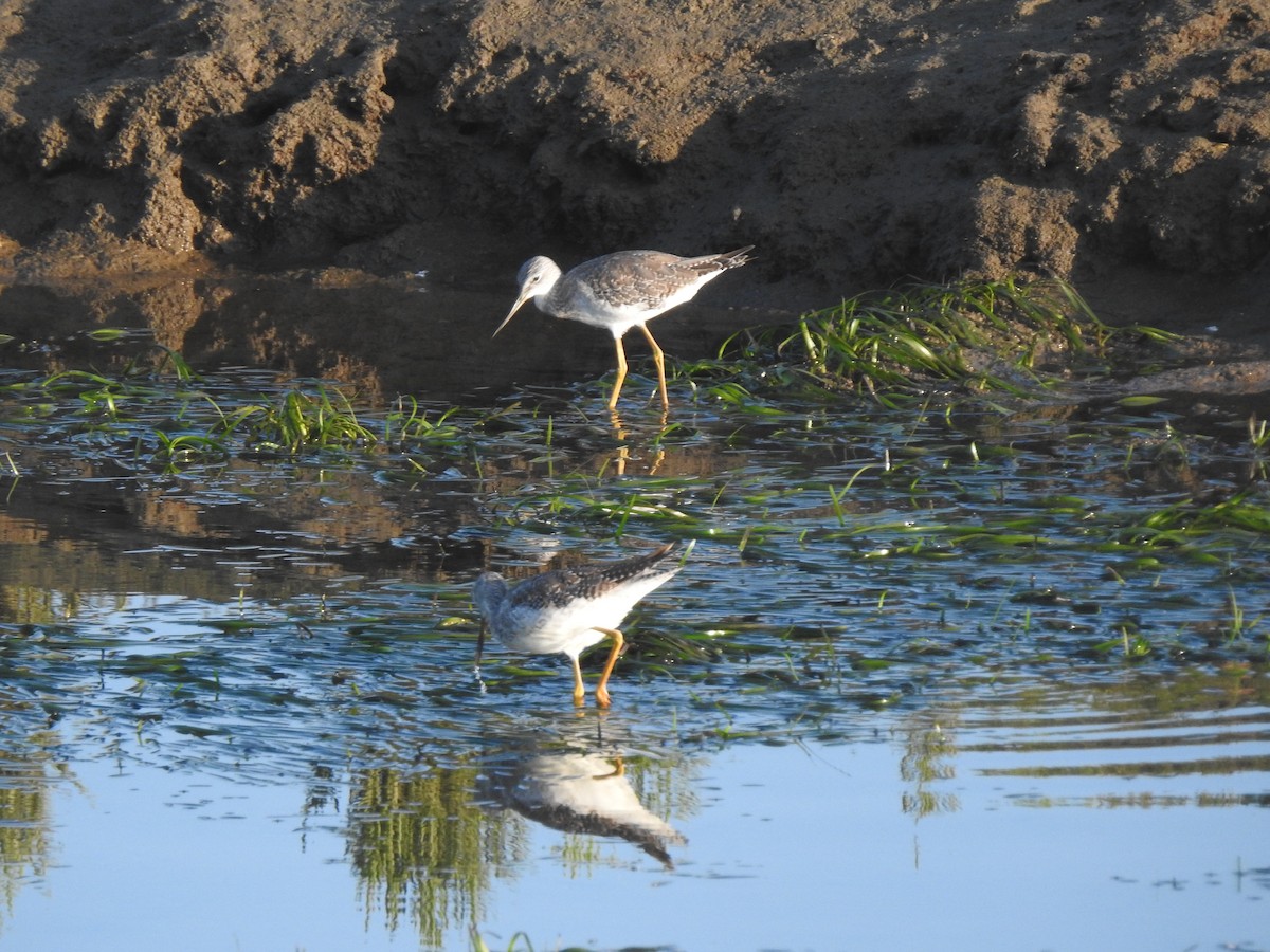 Greater Yellowlegs - Layton Pace