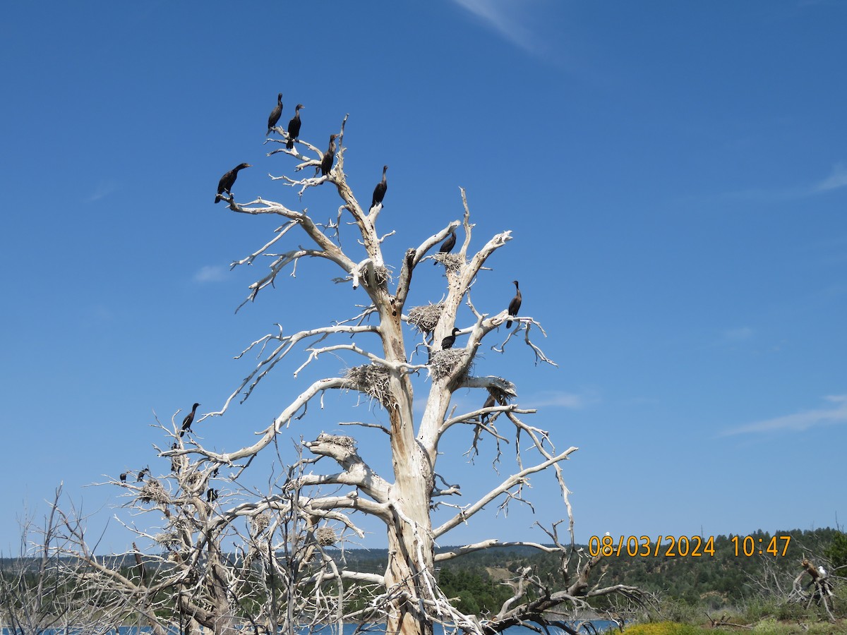 Double-crested Cormorant - ML622146785