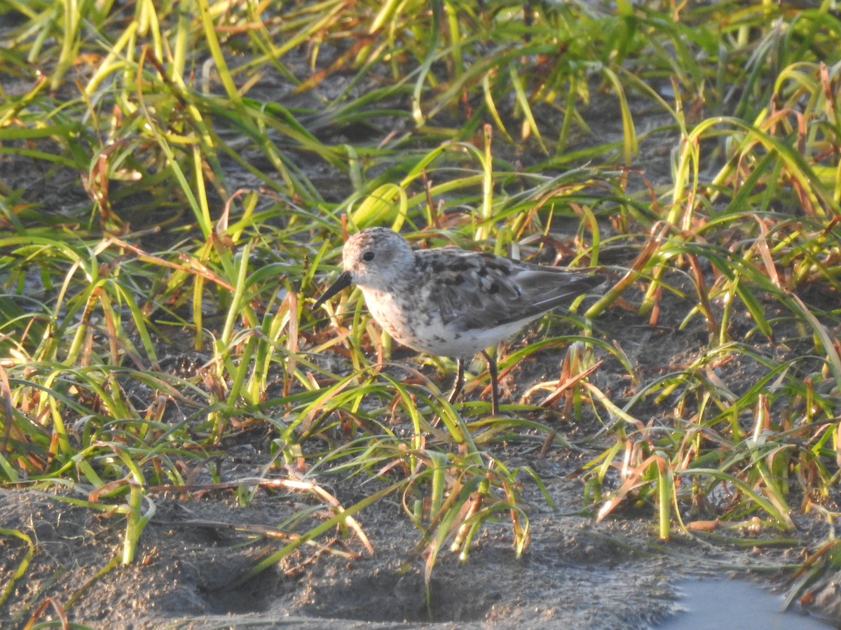 Western Sandpiper - ML622146806