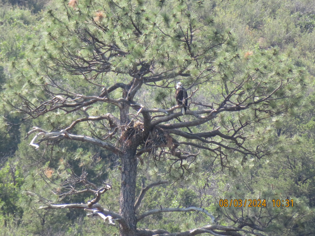 Bald Eagle - ML622146811