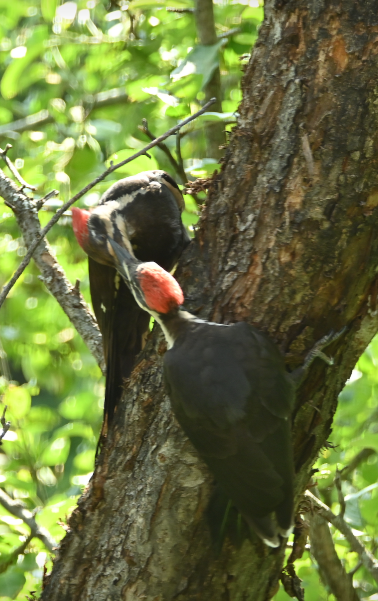 Pileated Woodpecker - Sylvie Rioux