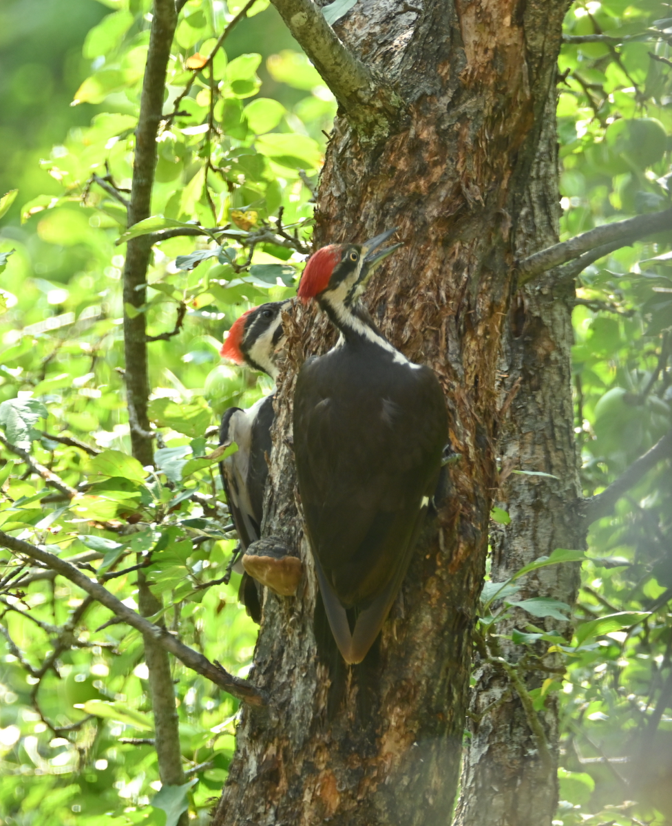 Pileated Woodpecker - ML622146822