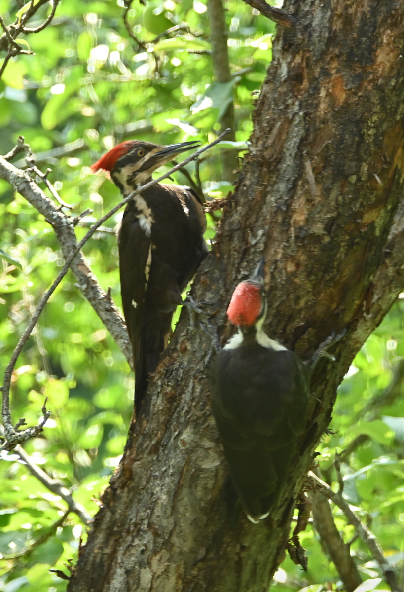 Pileated Woodpecker - ML622146823