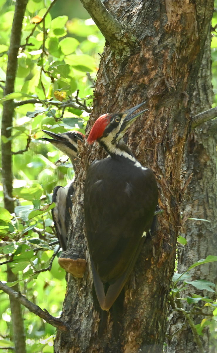 Pileated Woodpecker - ML622146824