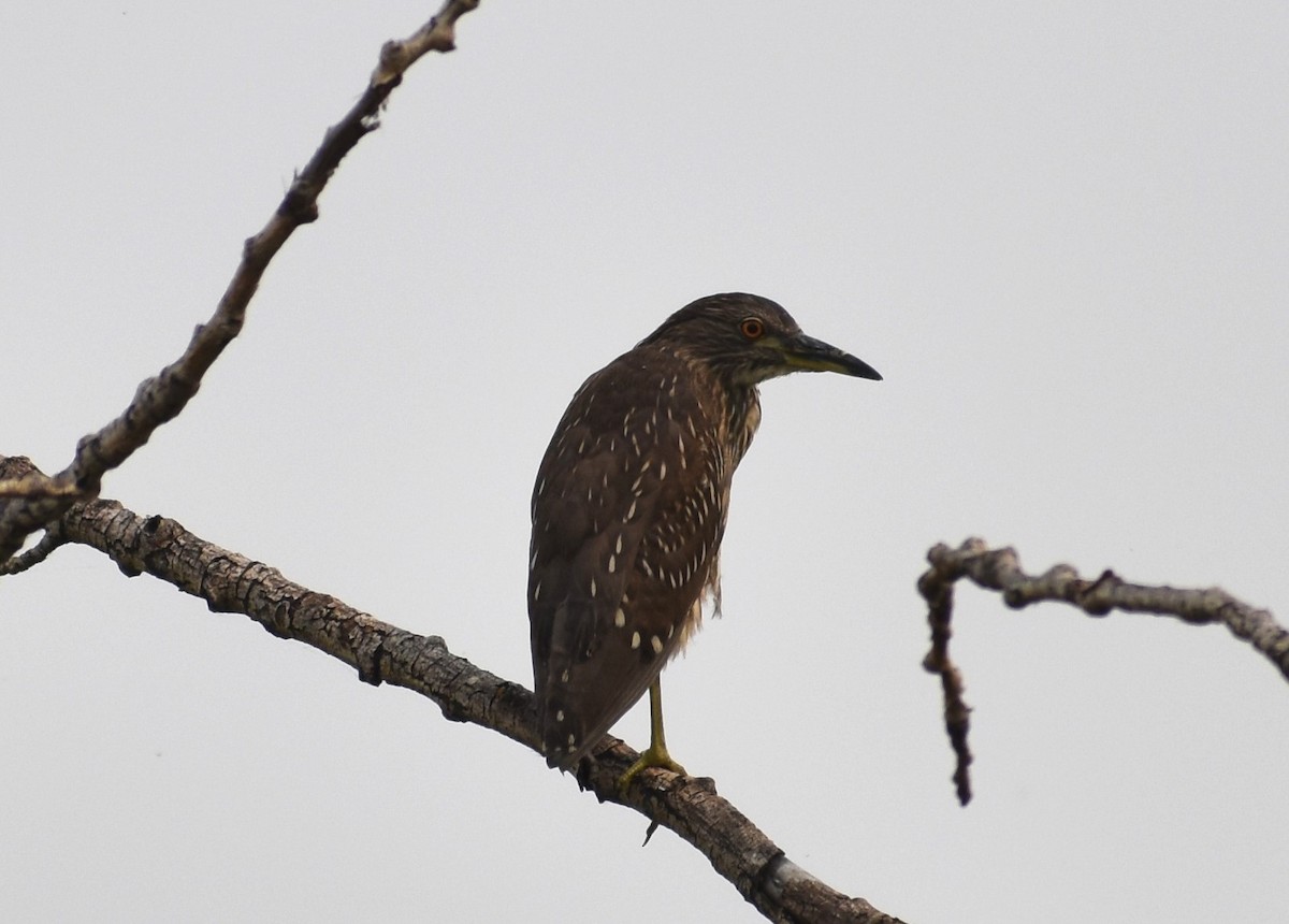 Black-crowned Night Heron - ML622146839