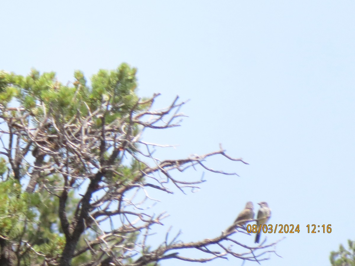 Cassin's Kingbird - ML622146849