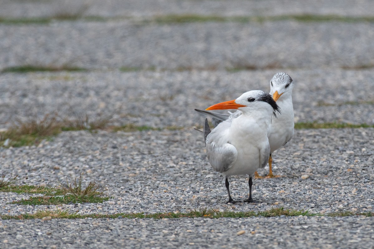 Royal Tern - ML622146855