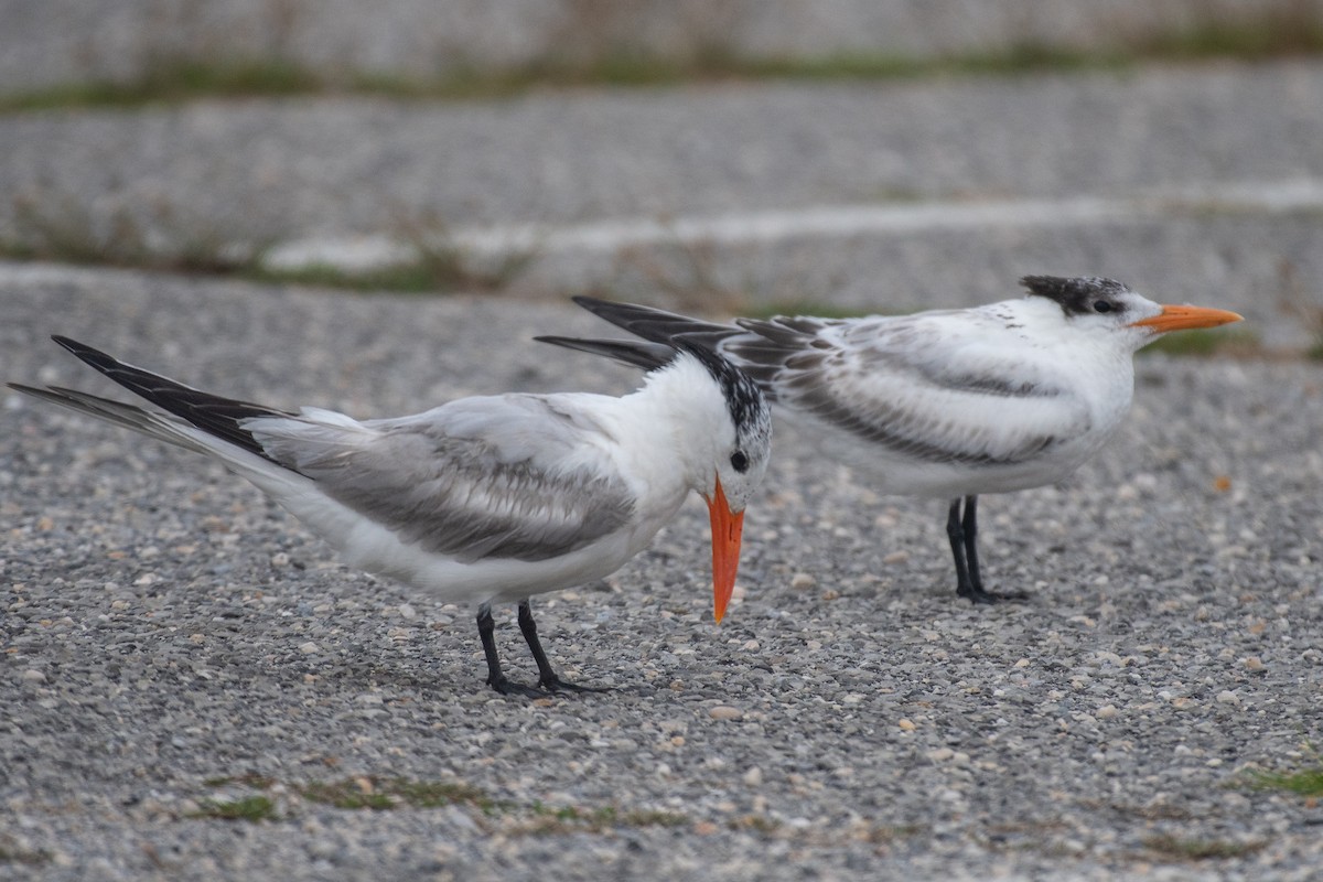 Royal Tern - Lisa Nasta