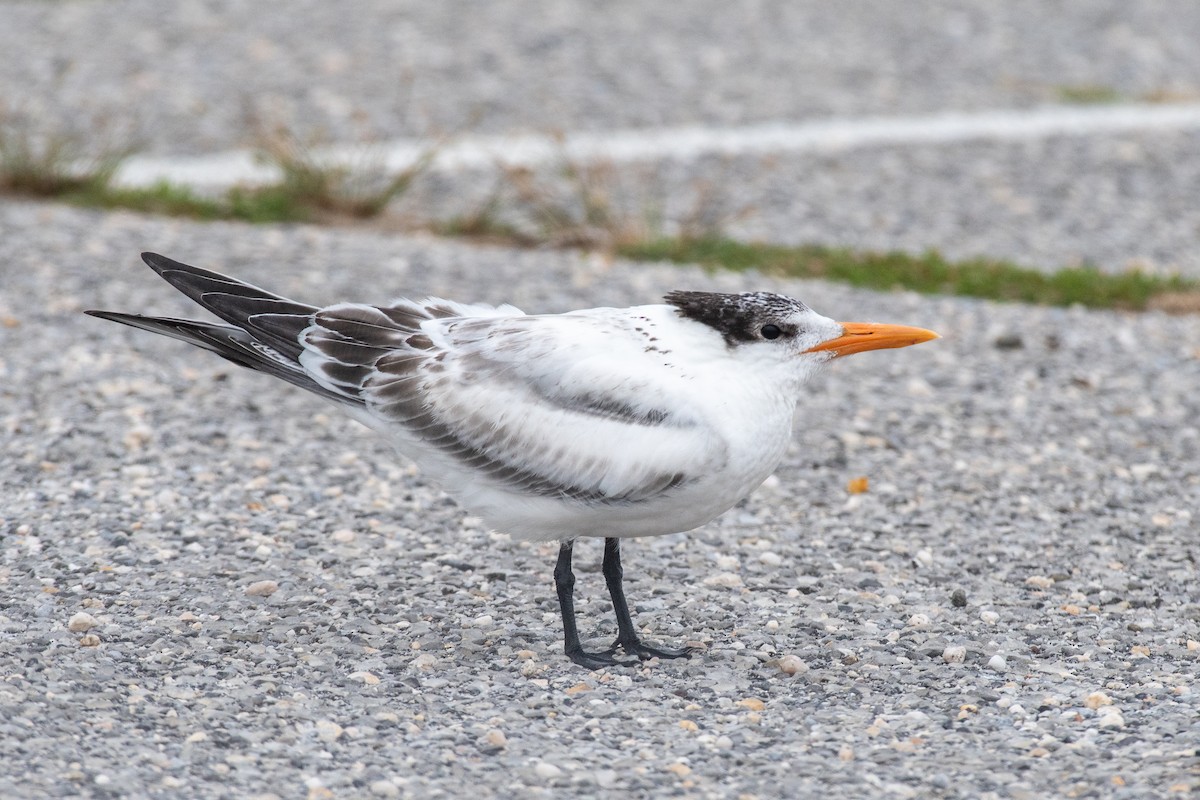 Royal Tern - ML622146858