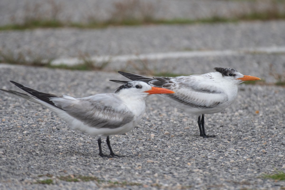 Royal Tern - ML622146859