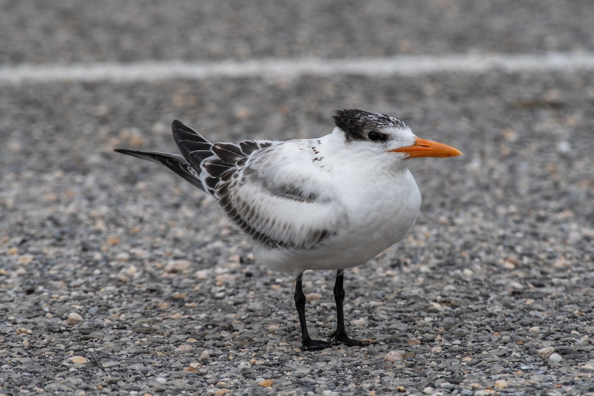 Royal Tern - ML622146860