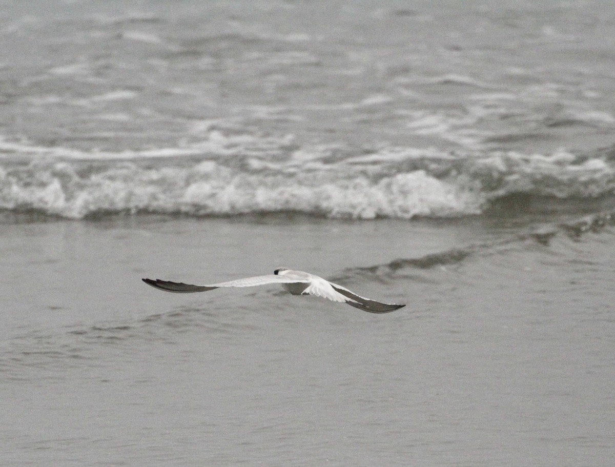 Forster's Tern - ML622146864