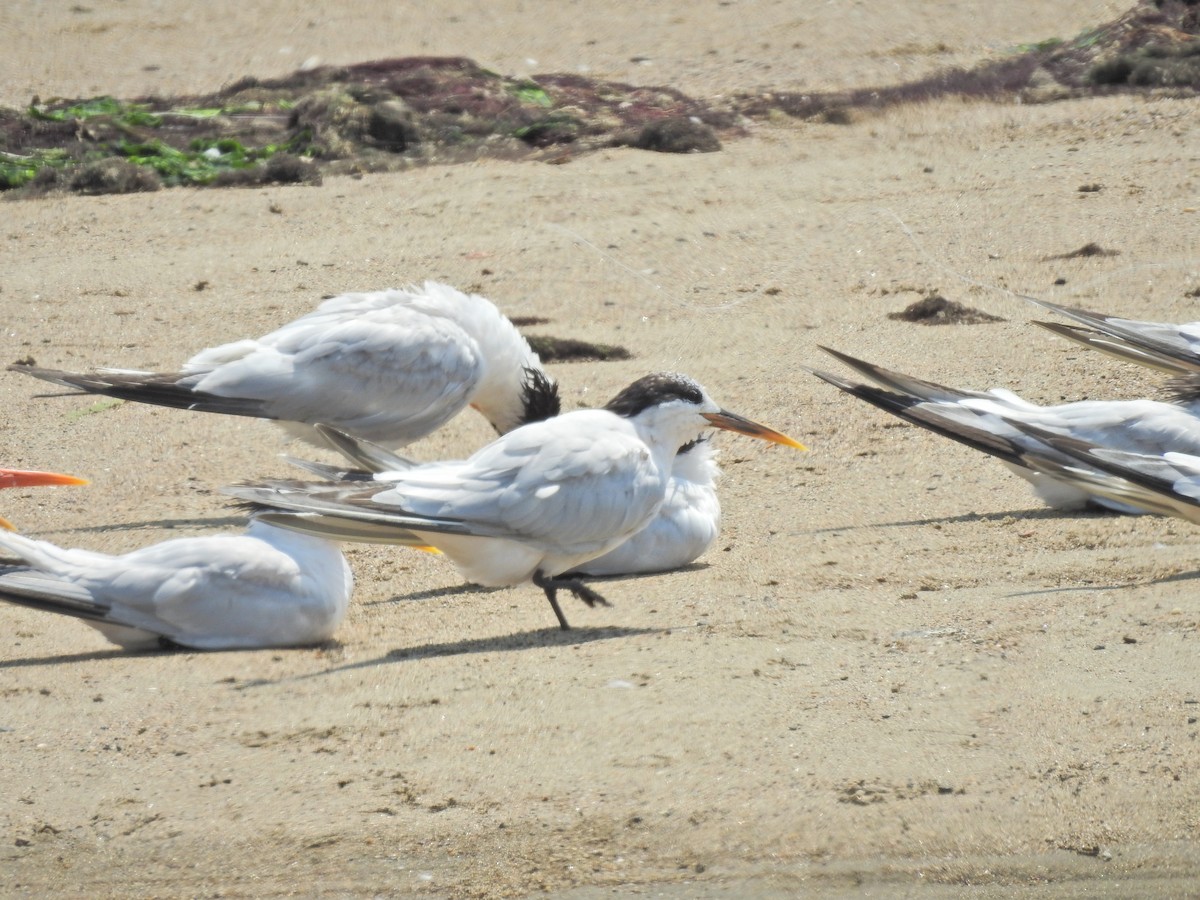 Elegant Tern - ML622146865