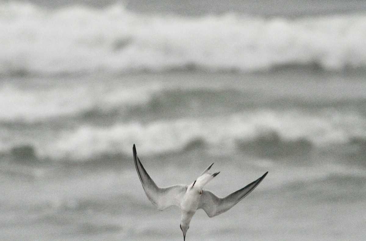 Forster's Tern - ML622146866