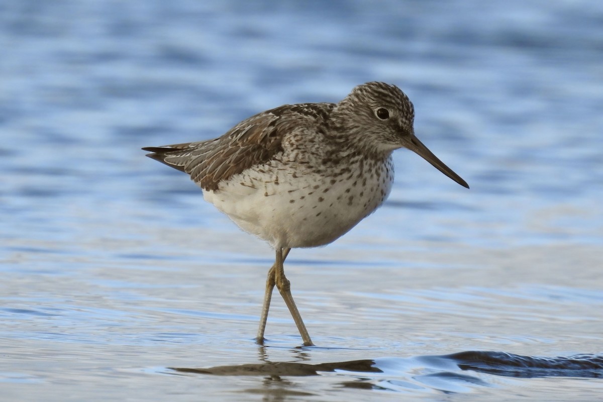 Common Greenshank - ML622146867