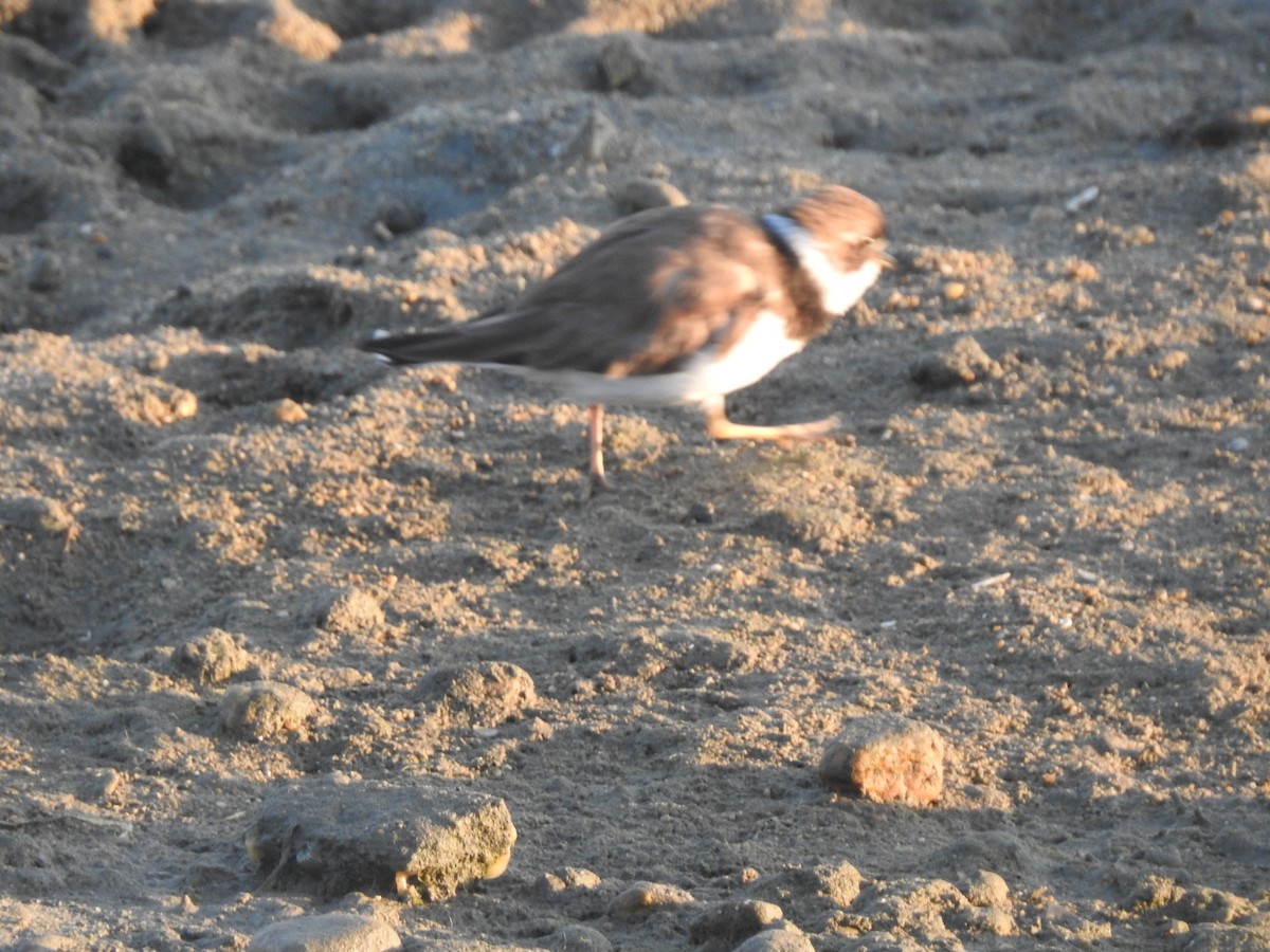 Semipalmated Plover - ML622146868