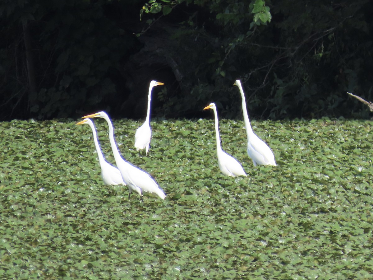 Great Egret - ML622146869