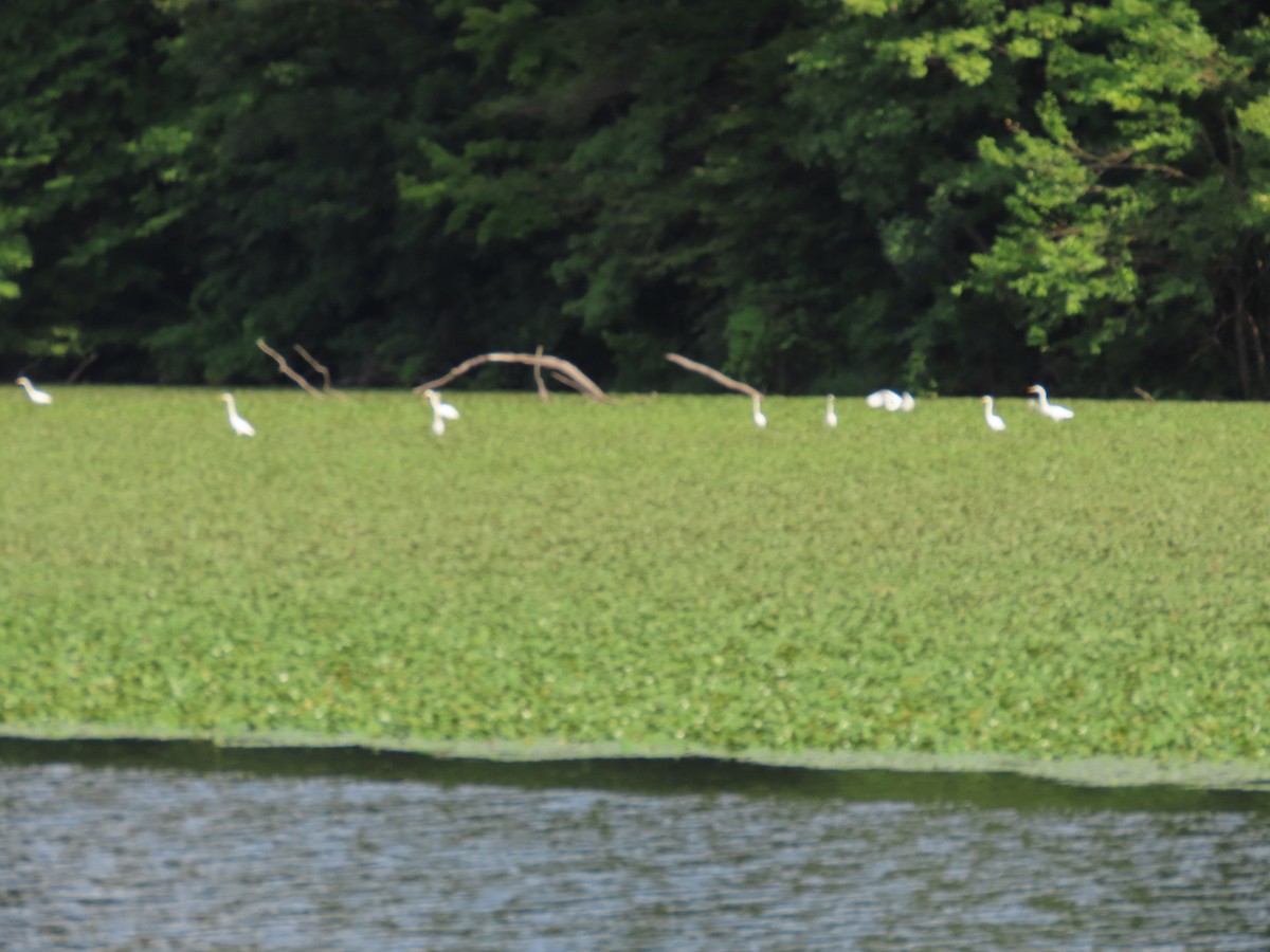 Great Egret - ML622146870