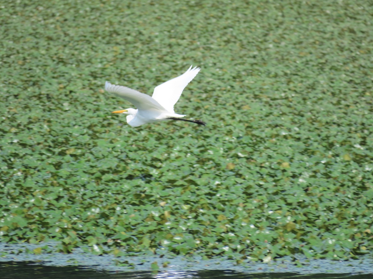 Great Egret - ML622146871