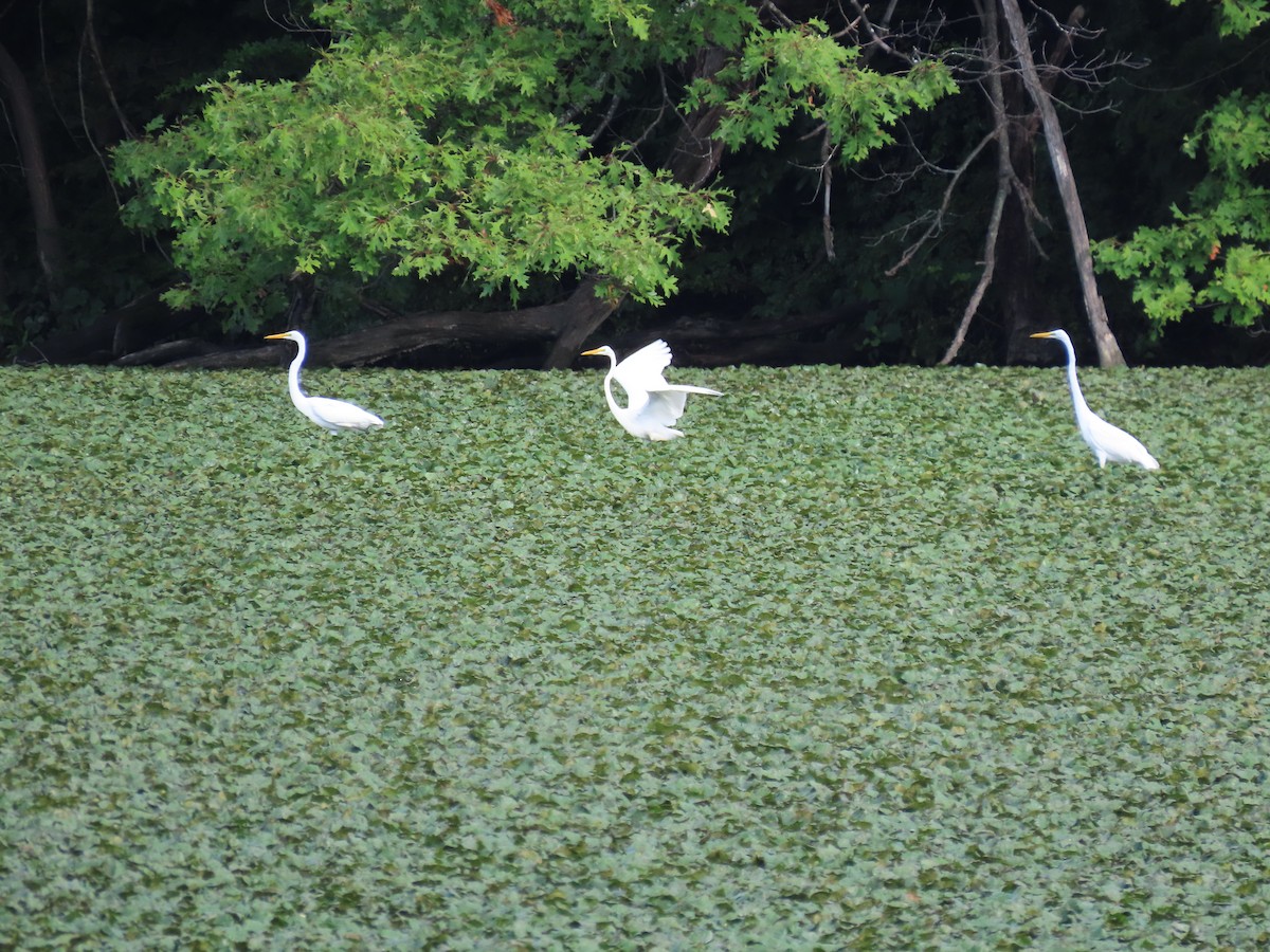 Great Egret - ML622146872