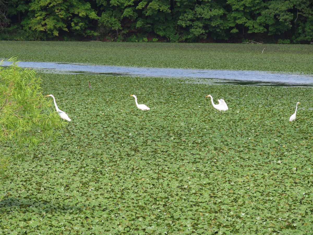 Great Egret - ML622146873