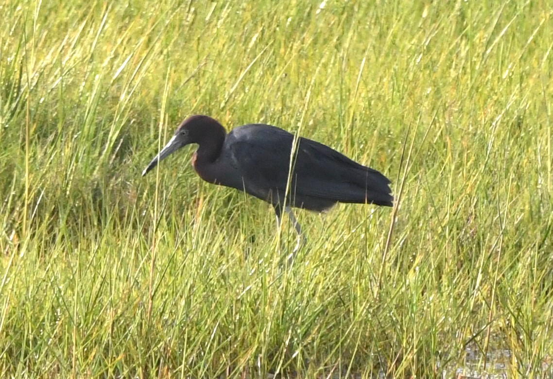 Little Blue Heron - ML622146875