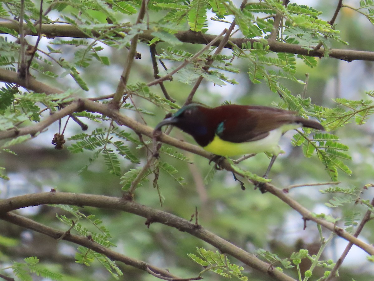 Purple-rumped Sunbird - ML622146881