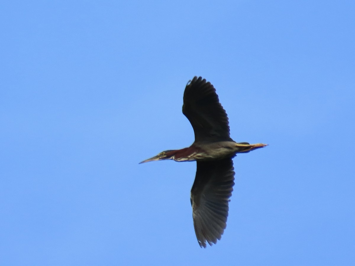 Green Heron - ML622146883