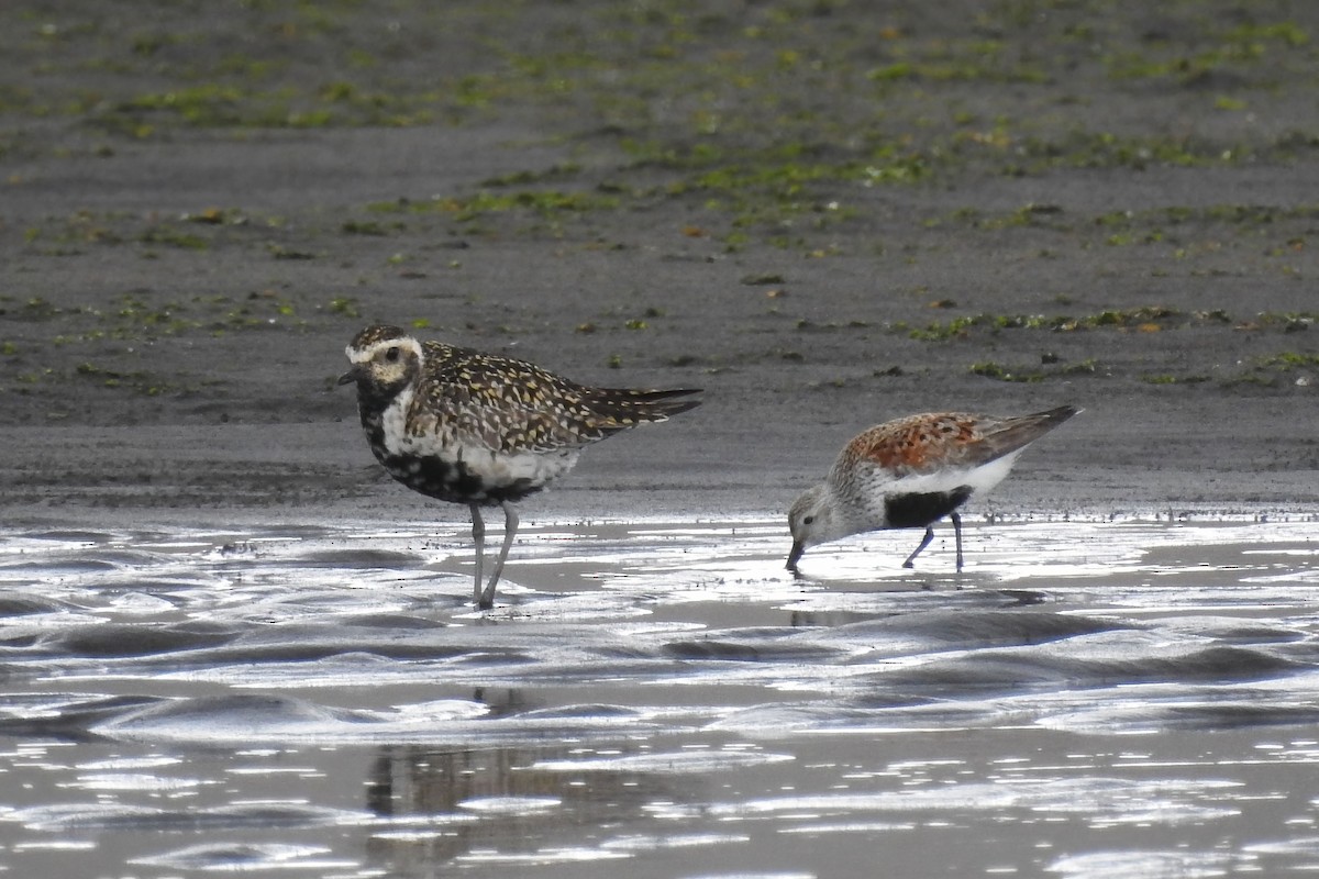 Pacific Golden-Plover - ML622146906