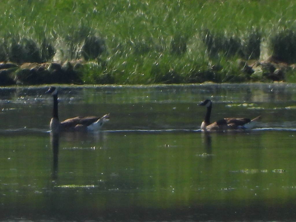 Canada Goose - ML622146928