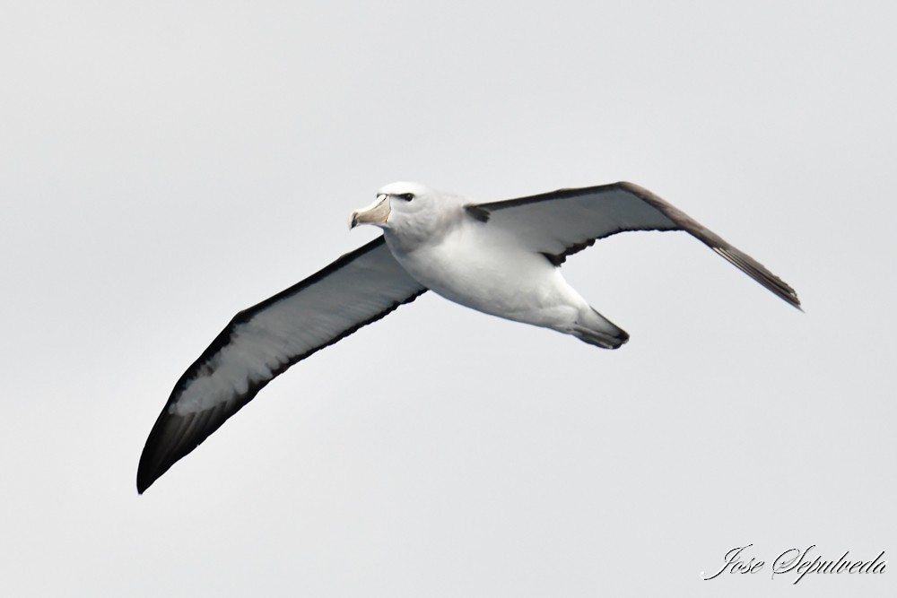 Salvin's Albatross - ML622146929