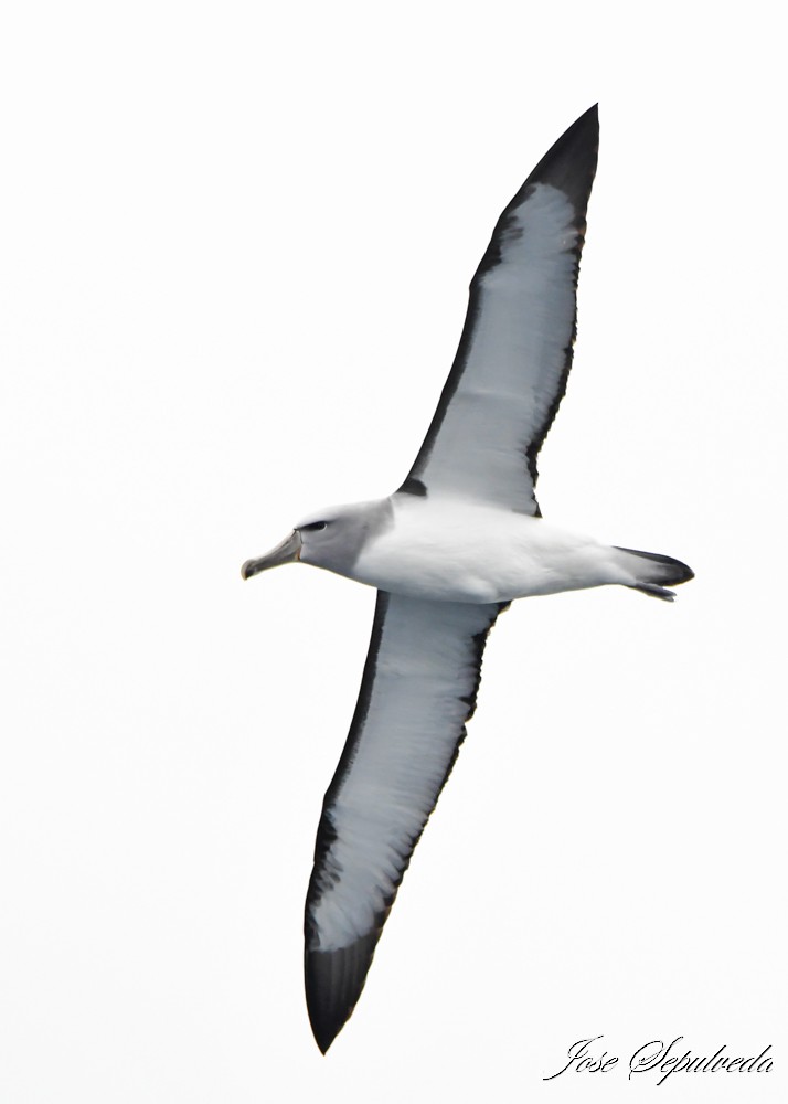 Salvin's Albatross - ML622146931