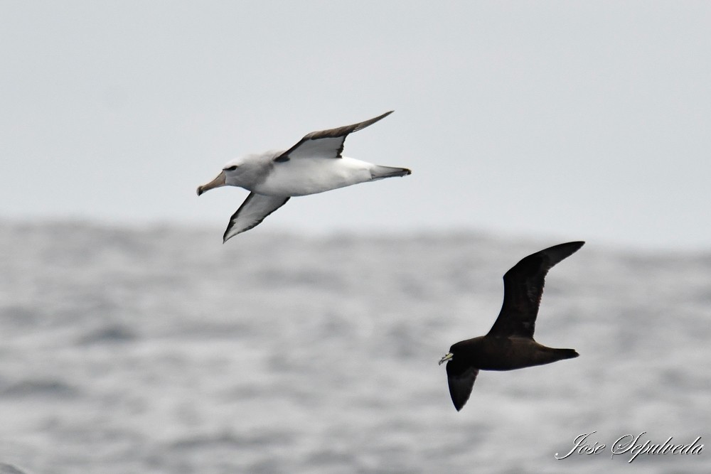 Salvin's Albatross - ML622146932