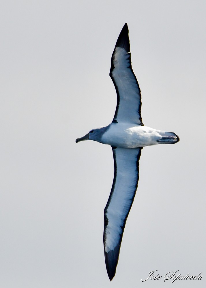 Salvin's Albatross - ML622146933