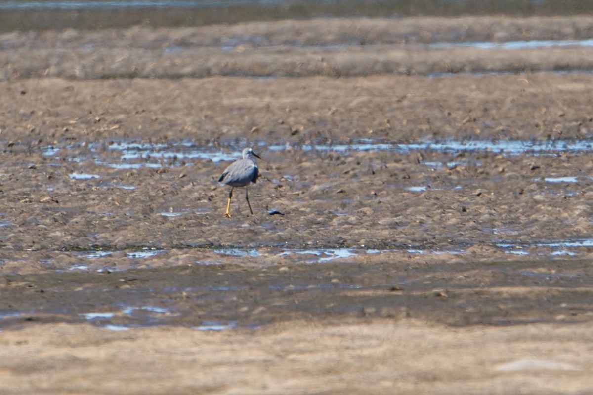 White-faced Heron - ML622146934