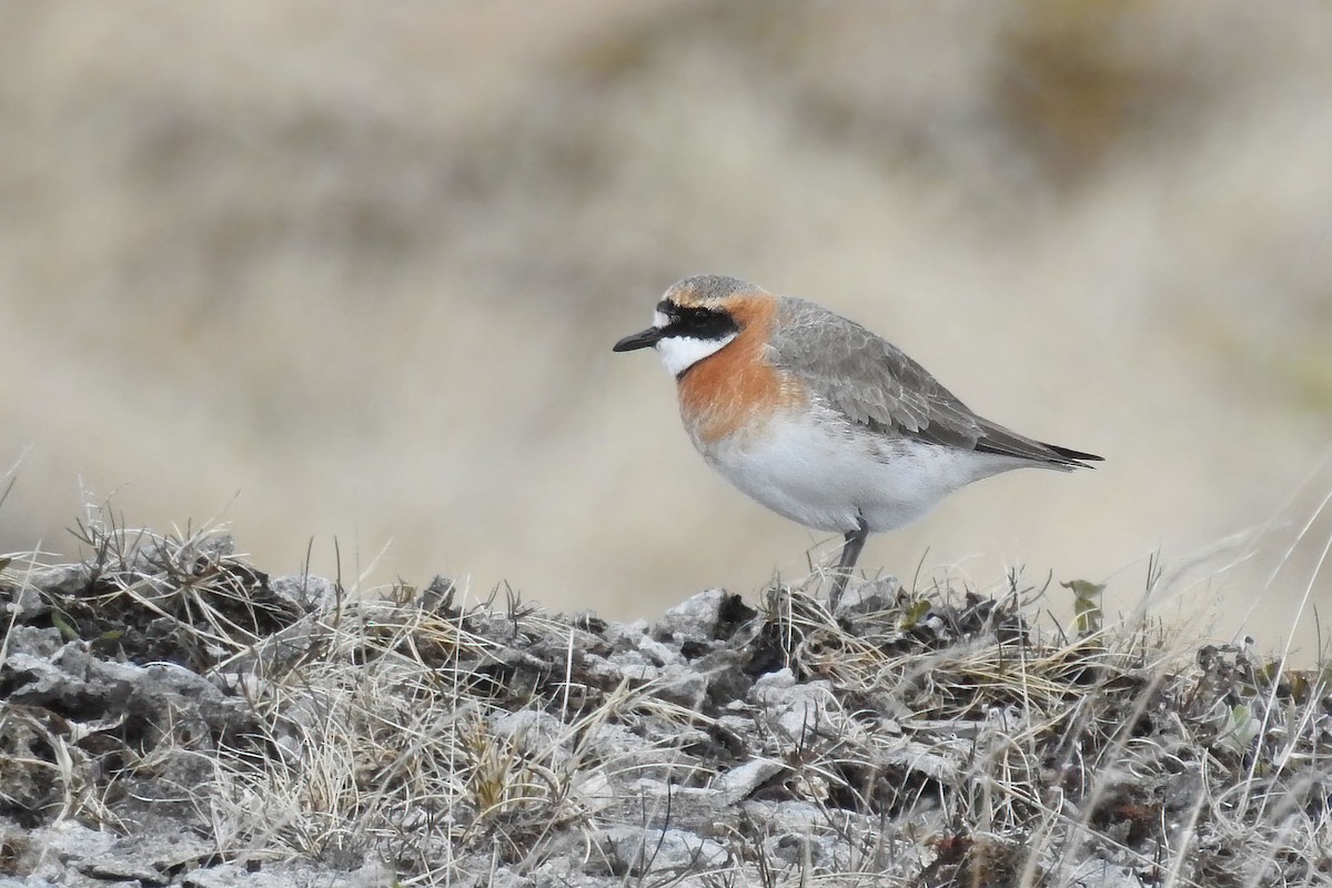 Siberian Sand-Plover - ML622146935