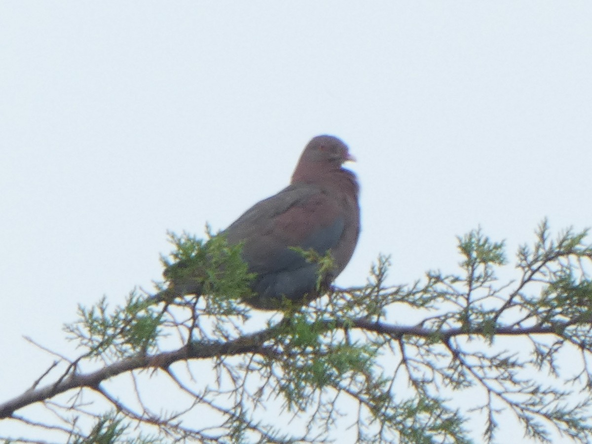 Red-billed Pigeon - ML622146936