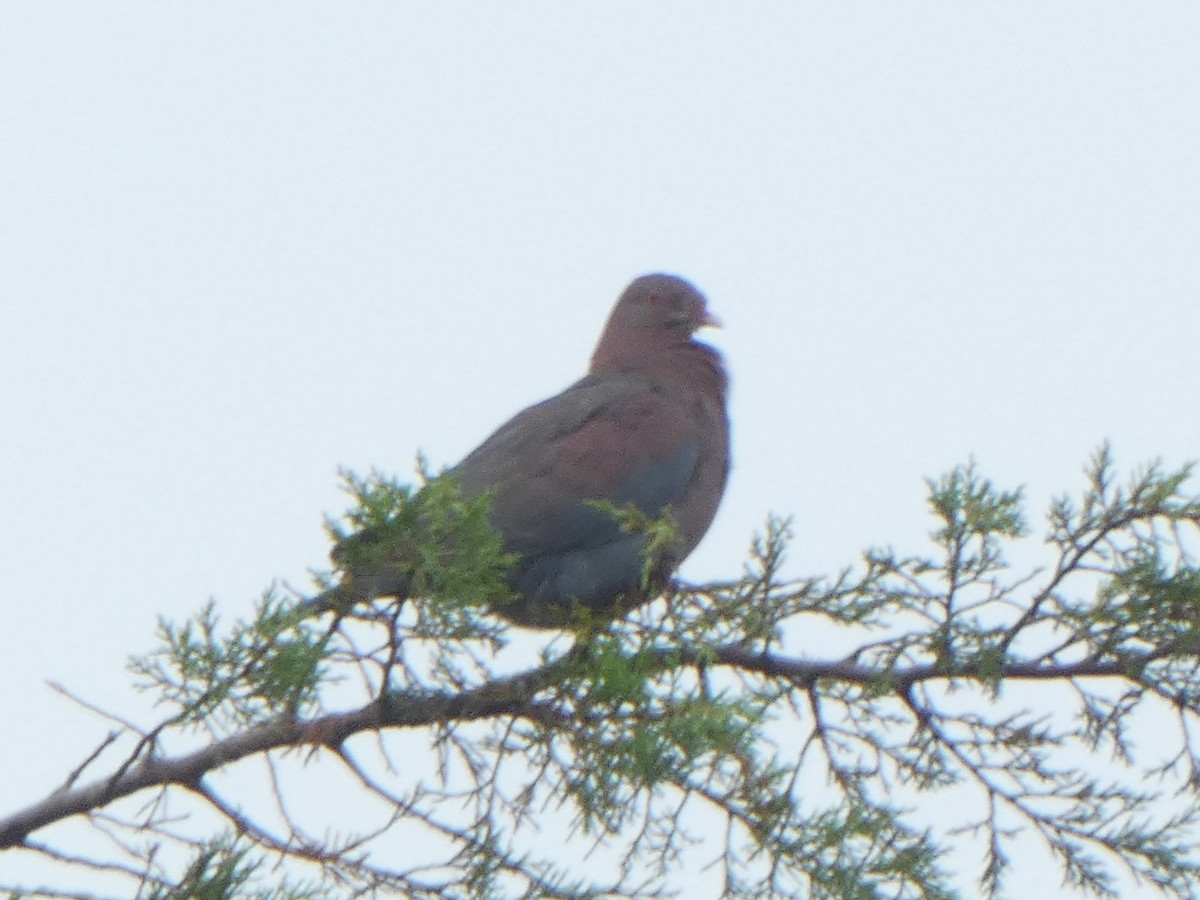 Red-billed Pigeon - Christopher Rustay