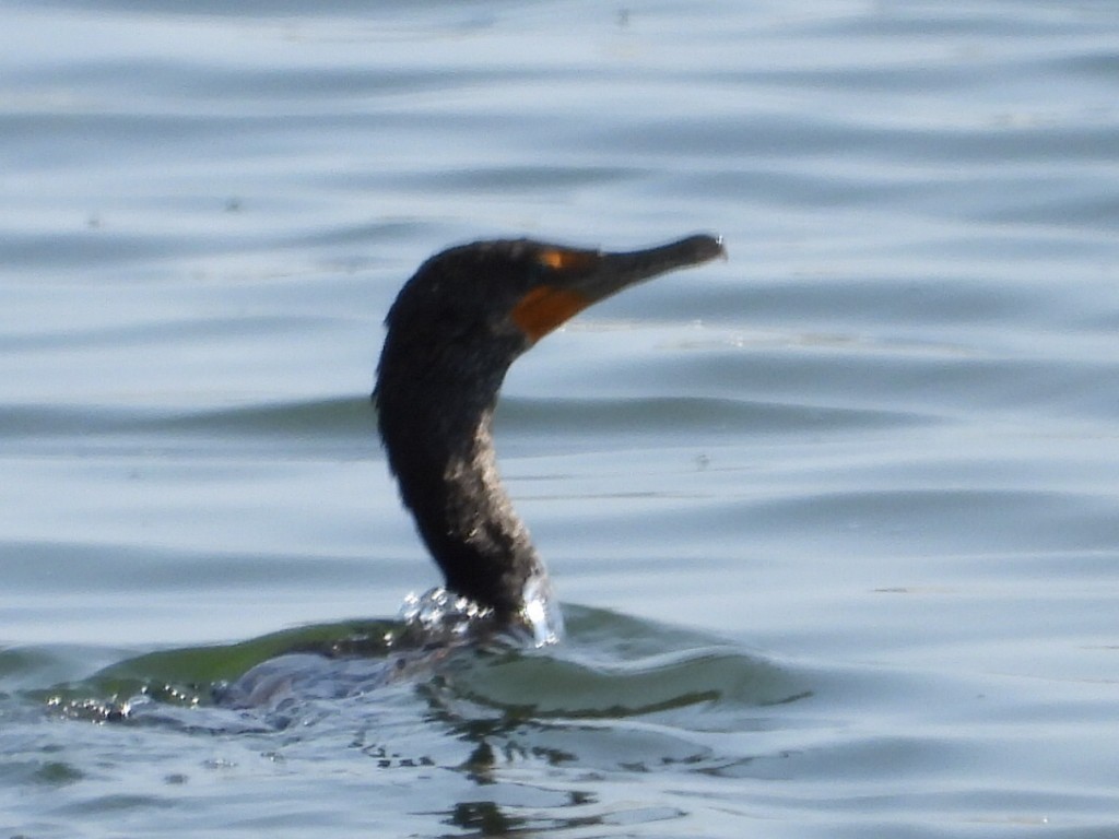 Double-crested Cormorant - ML622146937