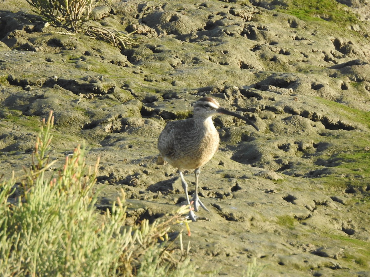 Whimbrel - ML622146938