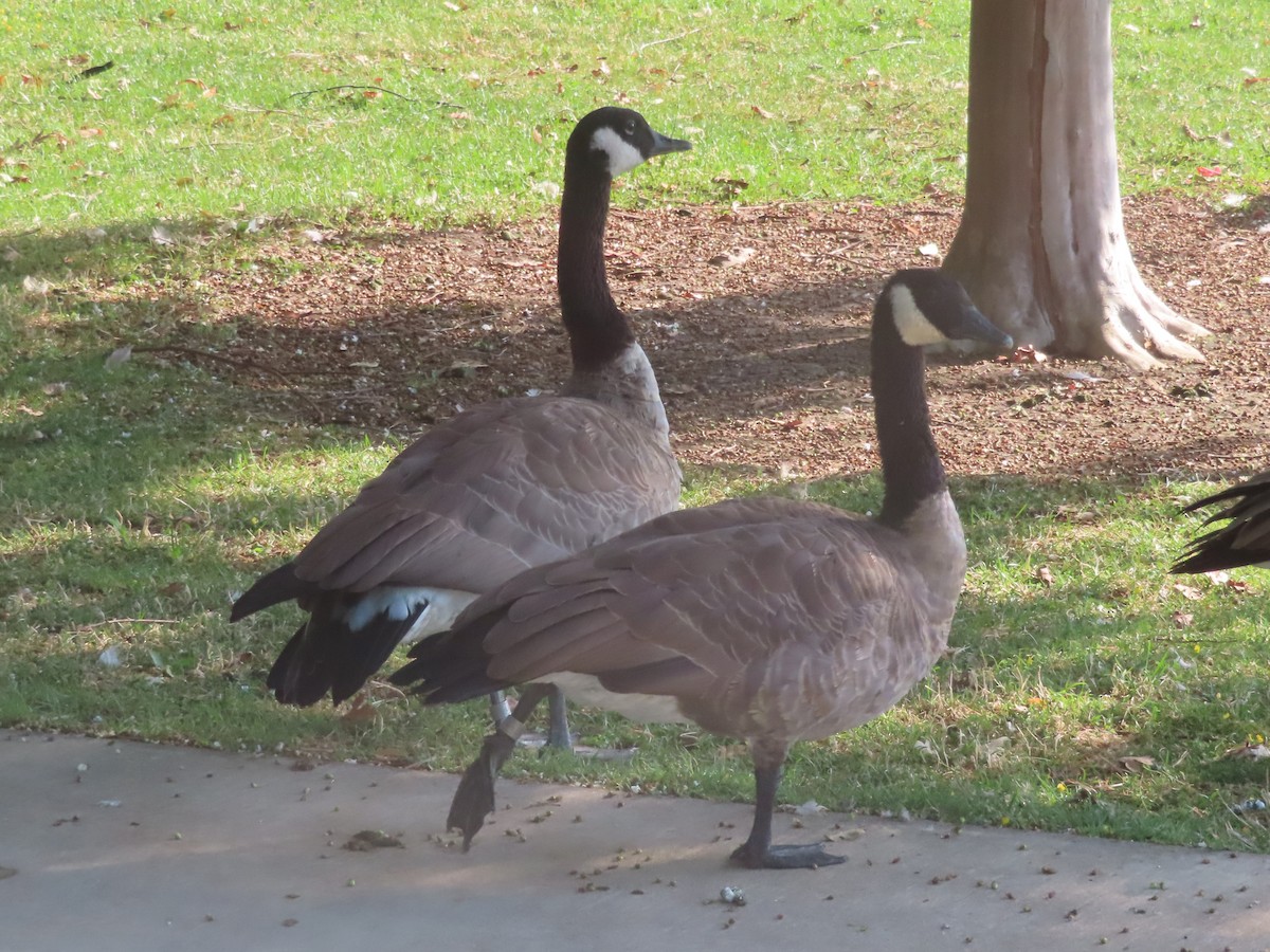 Canada Goose - ML622146939