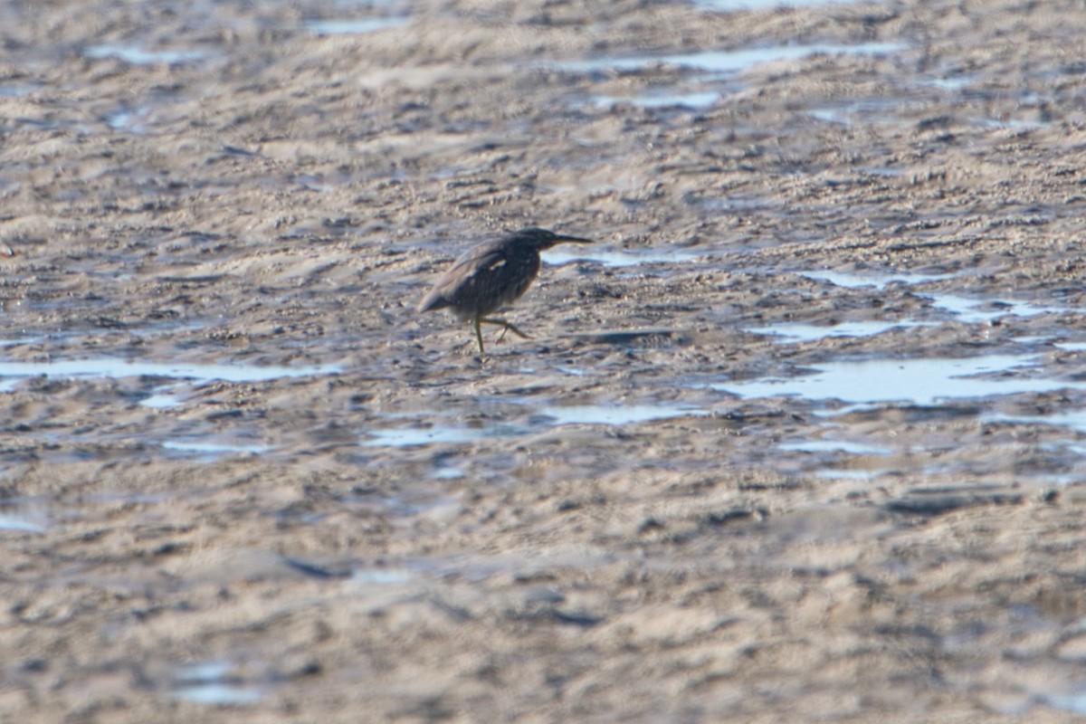 Striated Heron - Helen Leonard