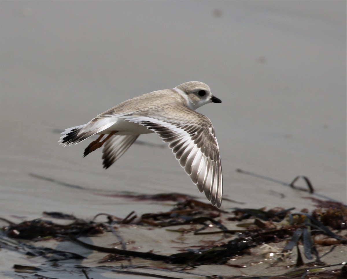 Piping Plover - ML622146942