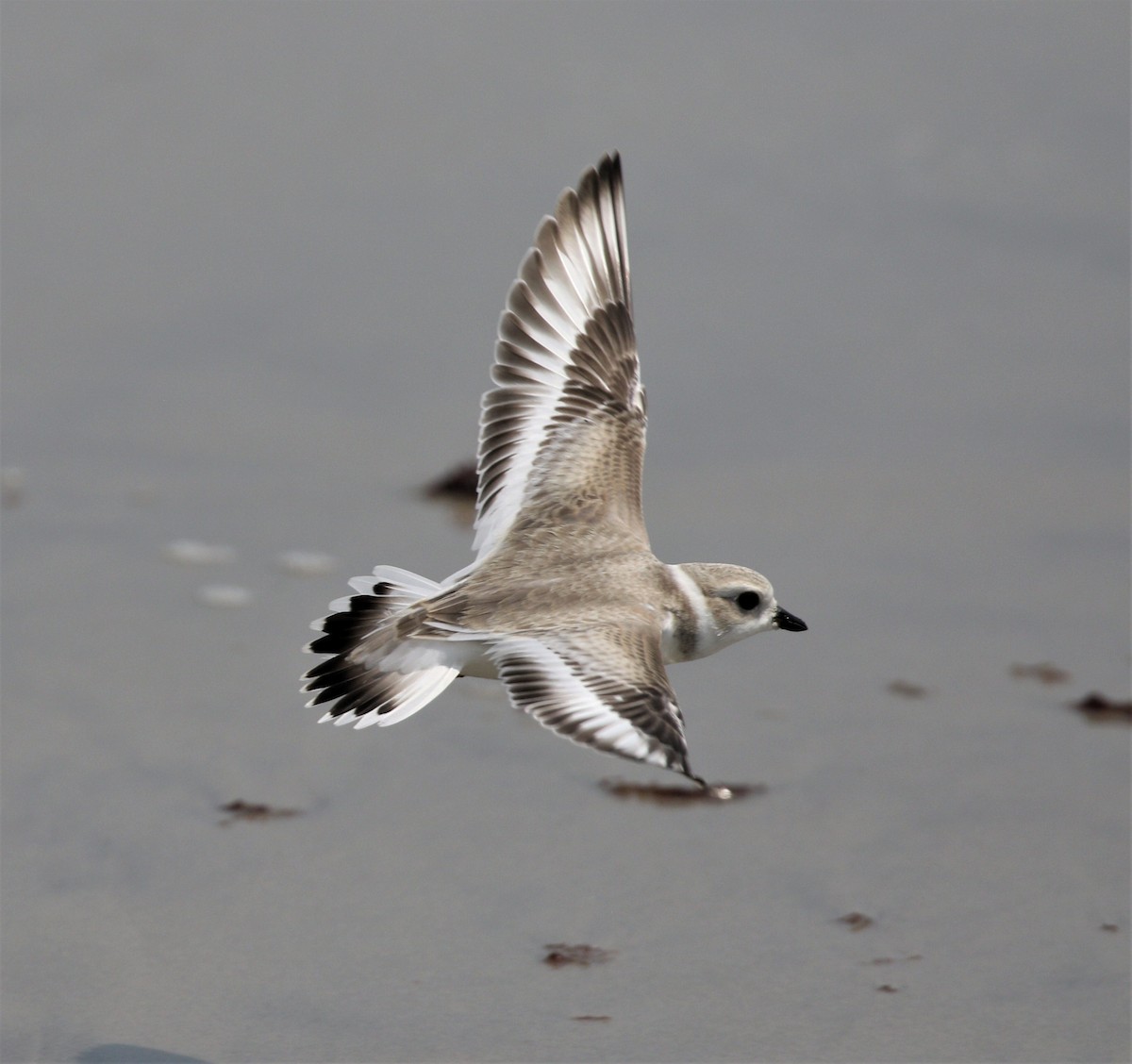 Piping Plover - ML622146943