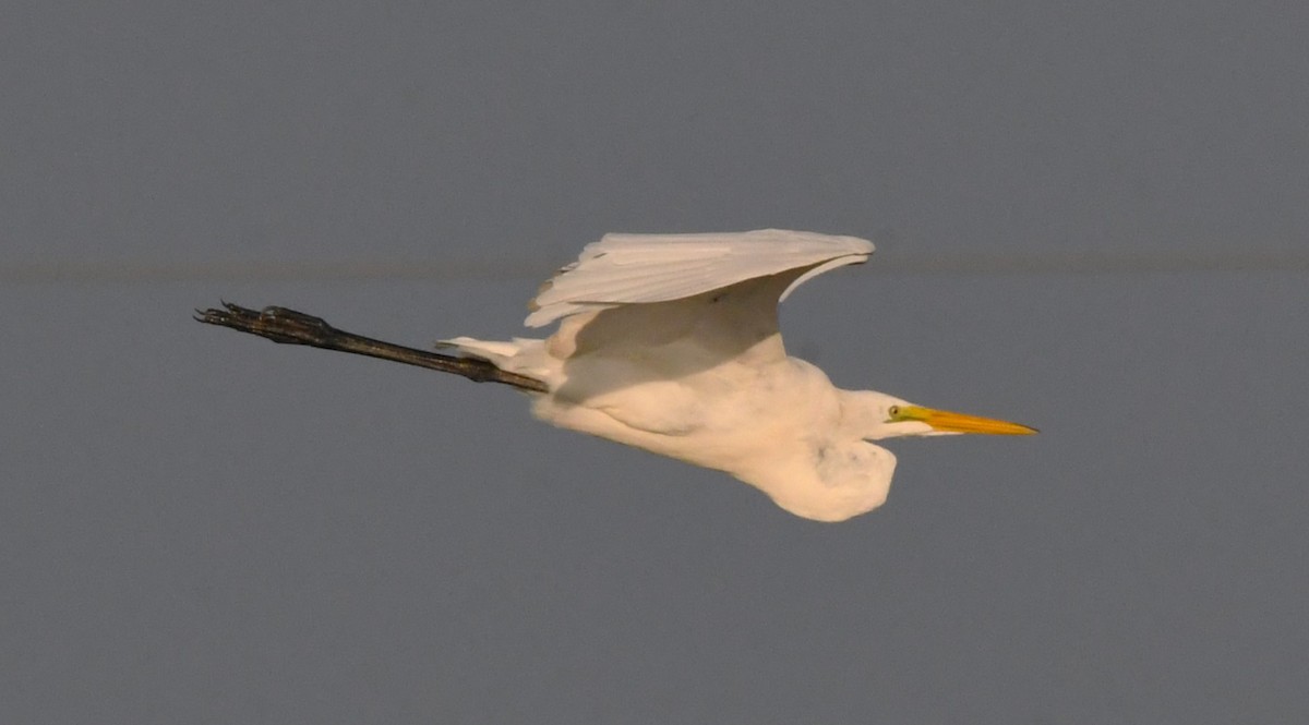 Great Egret - ML622146944