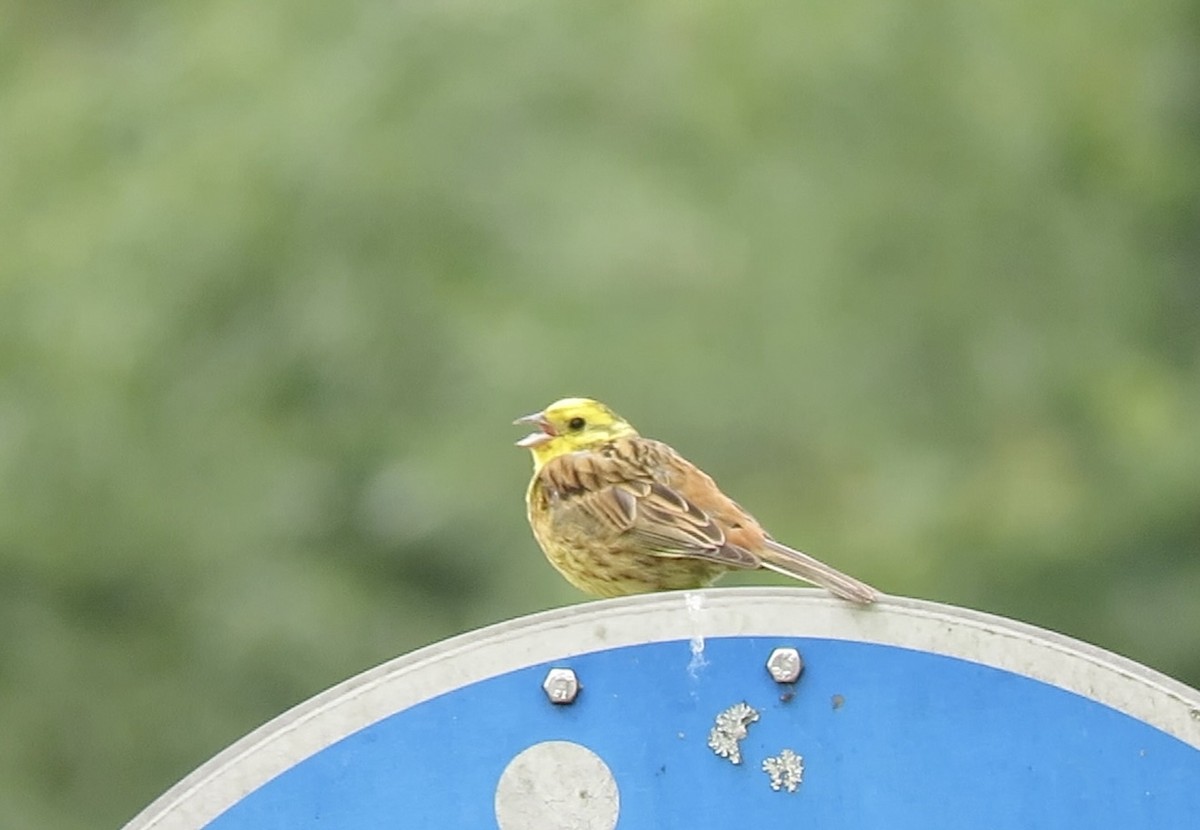 Yellowhammer - ML622146945